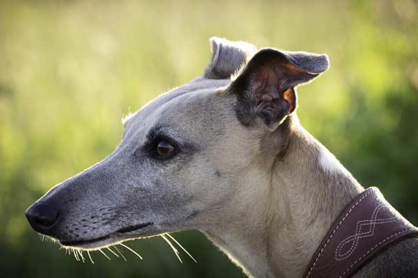 Greyhound Pet Policy: Complete Guide for Traveling with Animals