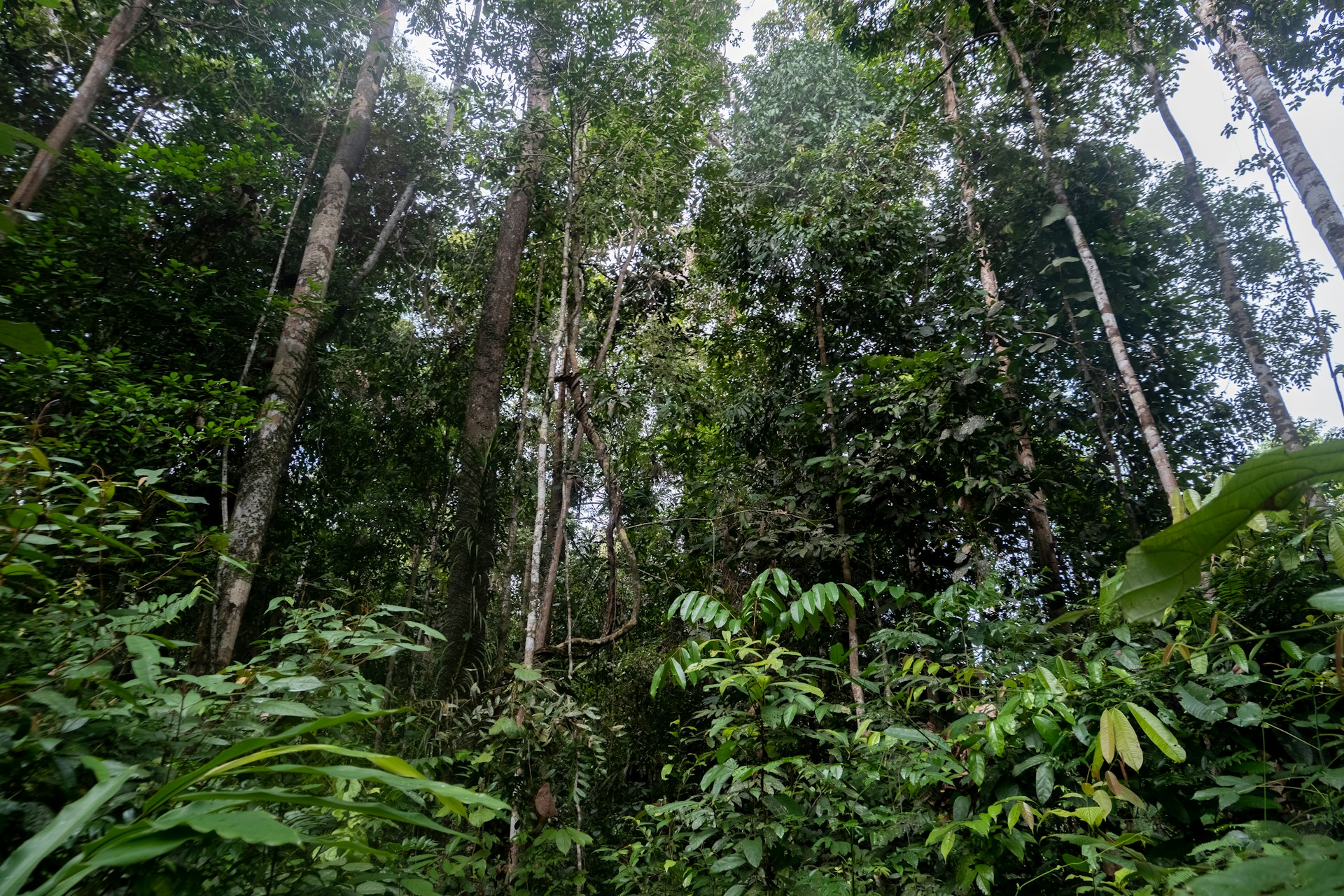 Immersive Off-Grid Glamping: Experience Rainforest Luxury in Harmony with Nature