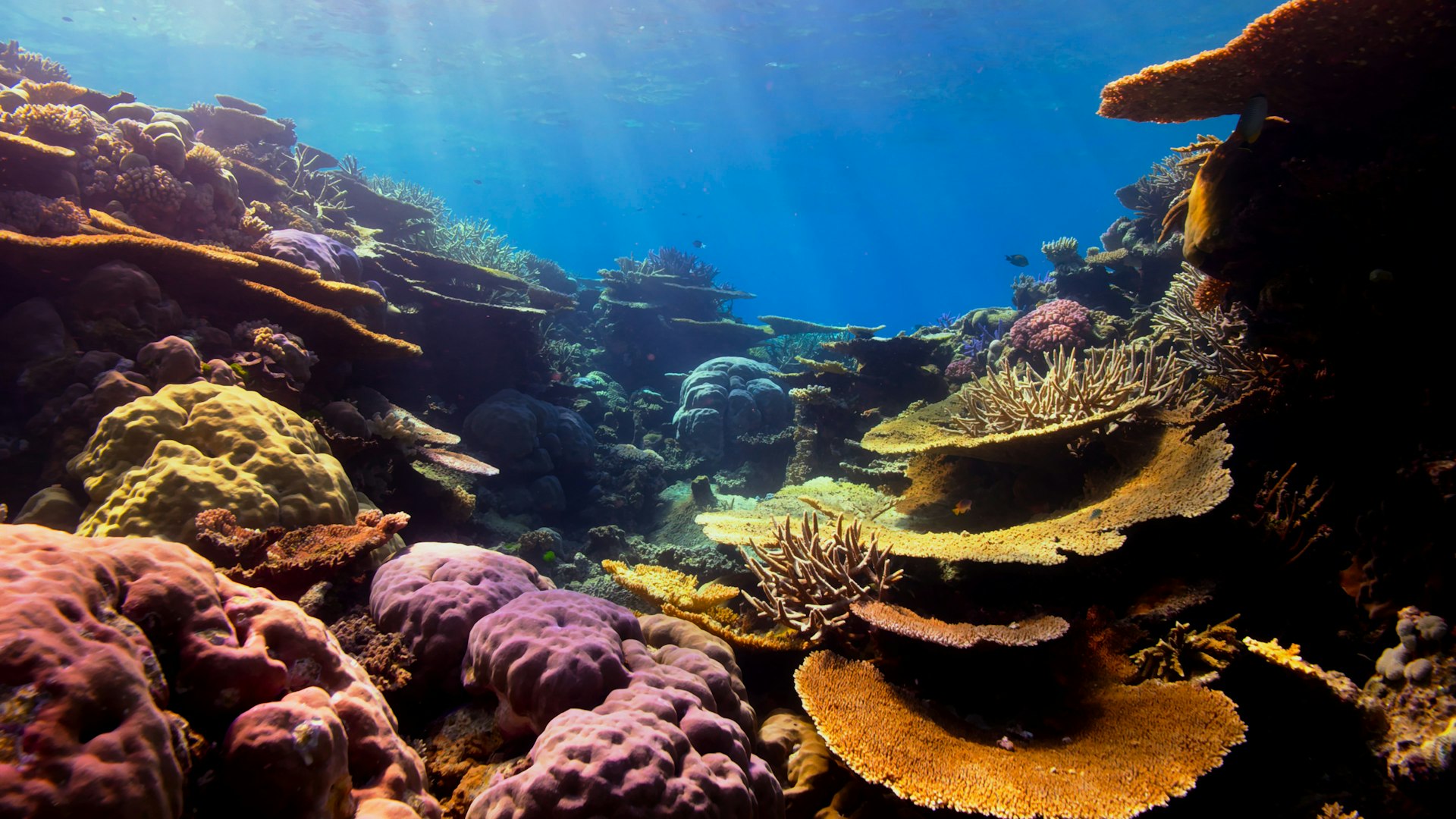 Discover Hidden Coral Lagoons: Your Guide to Secret Snorkeling Paradises
