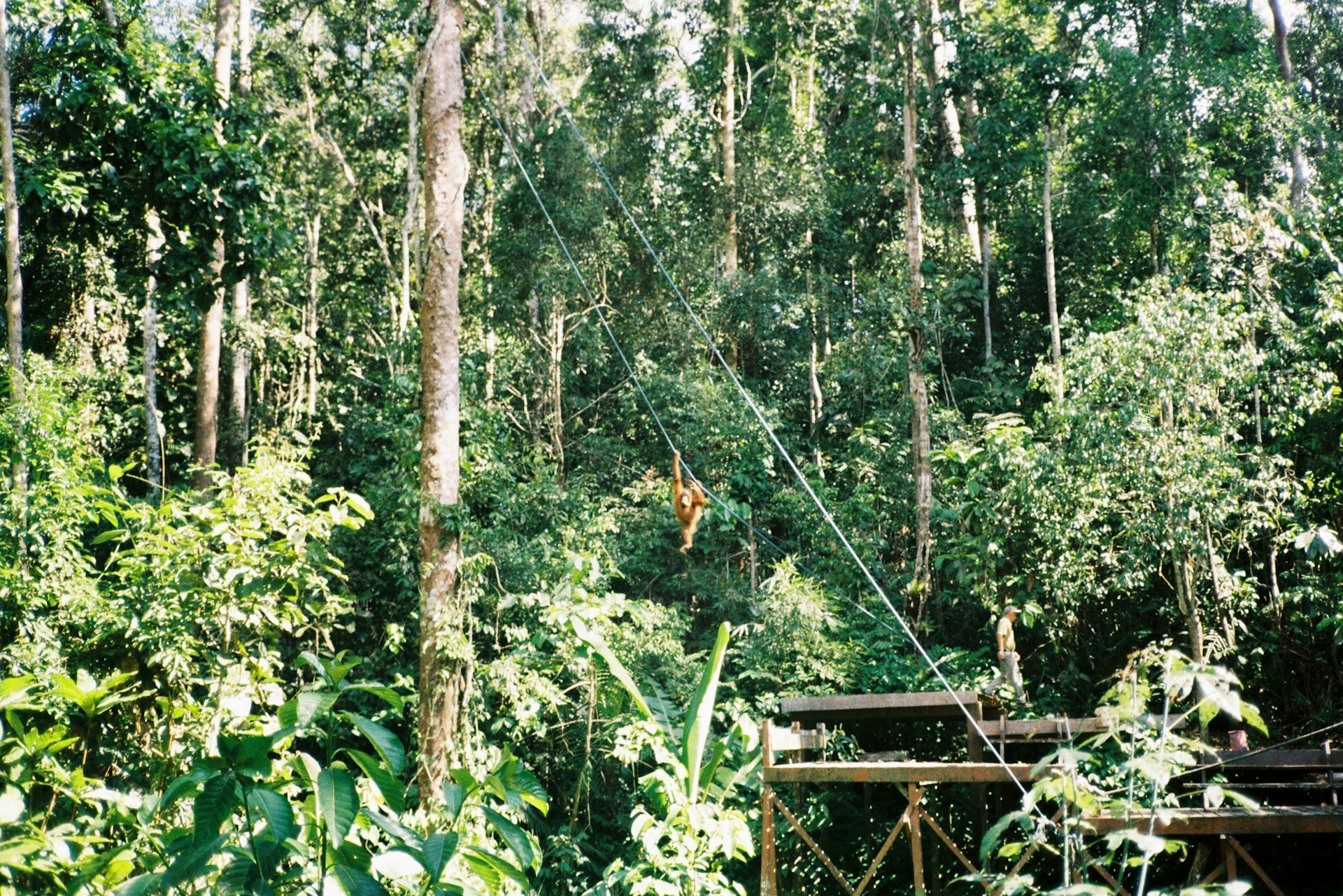 Discover Sustainable Luxury: How to Experience Eco Lodges in Rainforest Destinations